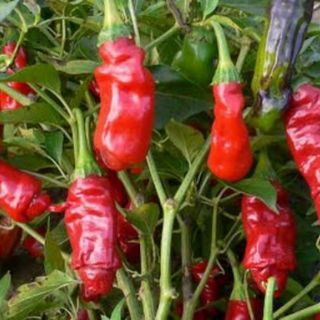 Hạt giống ớt cu tí
