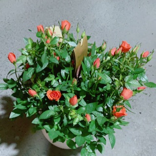Chậu hoa hồng màu cam