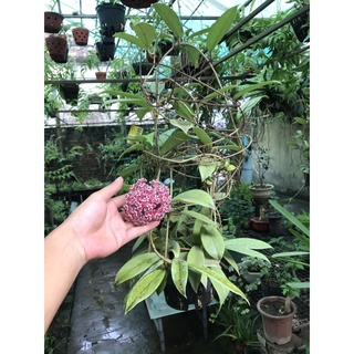 giò hoa lan cẩm cù đỏ đang hoa