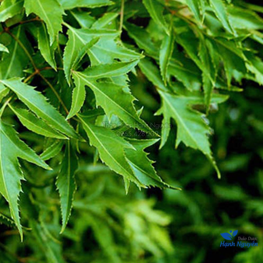 Lá đinh lăng khô 1kg (Trà đinh lăng thanh lọc cơ thể, hỗ trợ mất ngủ) - Thảo Dược Hạnh Nguyên