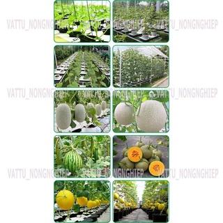 Dung dịch thủy canh dưa lưới Hydro Melon (200g)