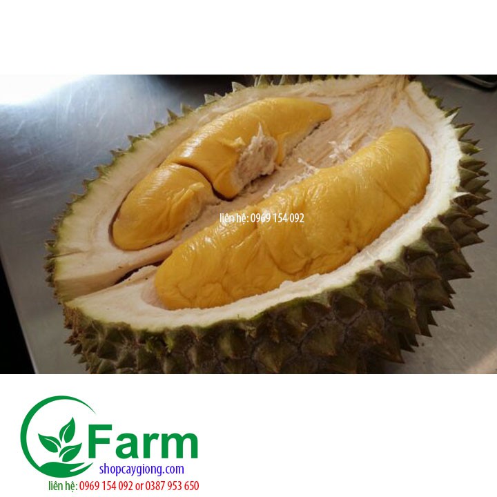 Cây sầu riêng ri 6