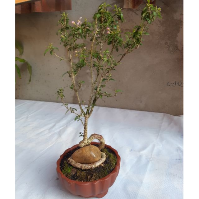 Hồng ngọc mai bonsai