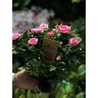 Hồng siêu nụ hasfam -màu hồng phấn