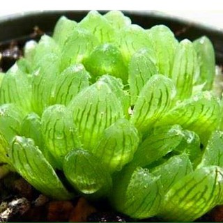 Hạt giống sen đá kim cương ( 200 hạt )
