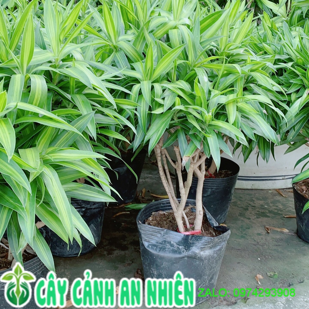 Trúc Bách Hợp