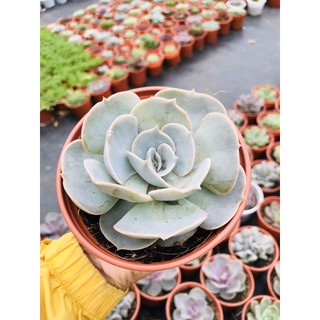 sen đá đất trắng sz lớn (10cm)