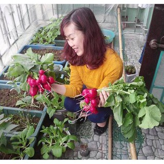Hạt Giống Củ Cải Đỏ F1