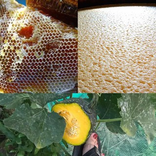 CAO BÍ ĐỎ MẸ KEN