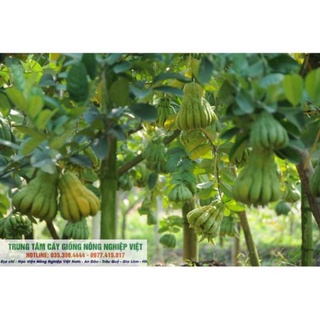 Cây giống phật thủ .