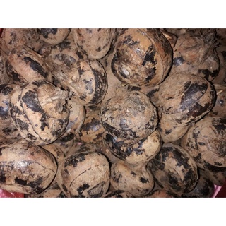 Củ mã thầy - củ năng tươi 1kg ( khách mua sỉ LH giá tốt )