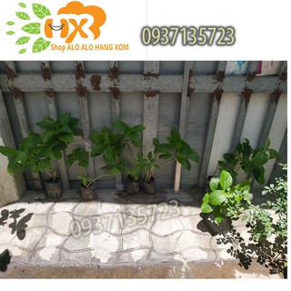 combo 5 cây cẩm tú cầu giống