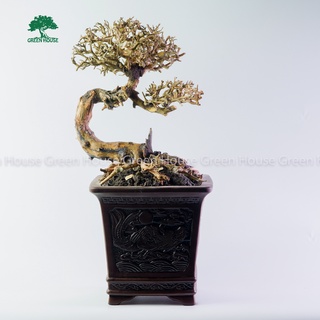 Lũa Bonsai, Lũa thủy sinh dùng trang trí hồ cá cảnh, hồ thủy sinh, văn phòng, nhà cửa (GH-BSR/29)