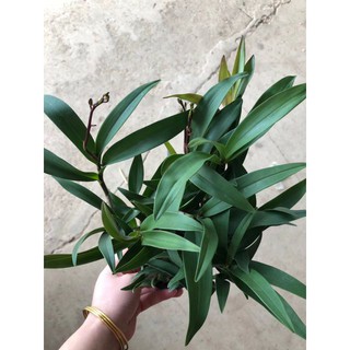 Hoa phong lan denro úc