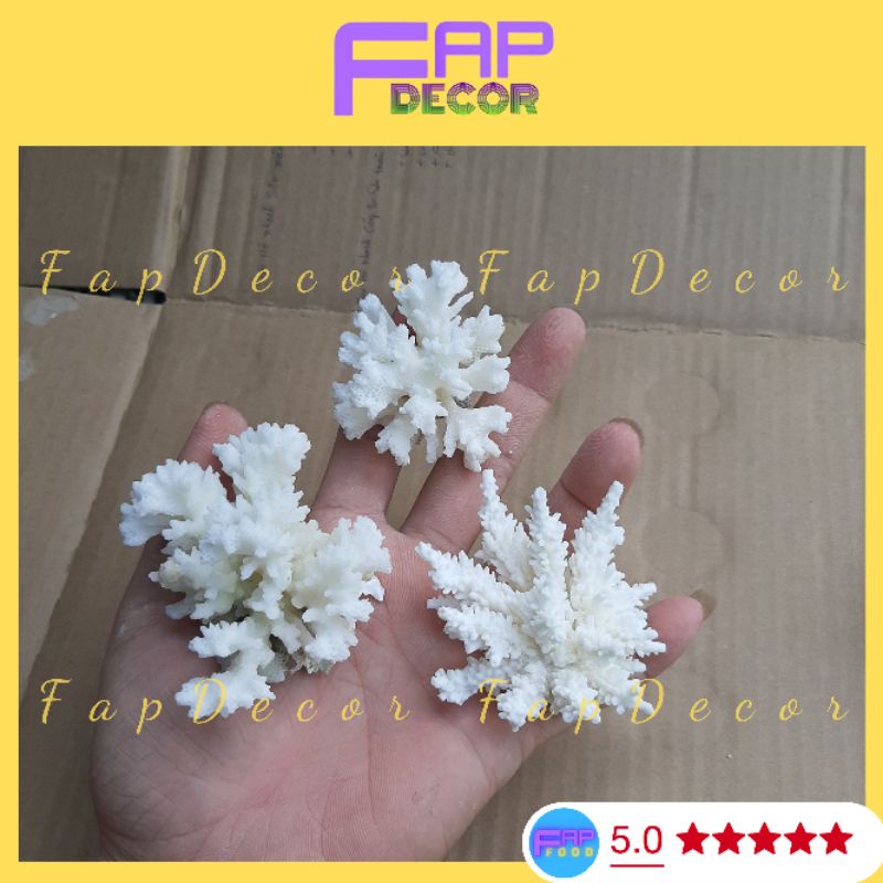 Bông Rạn Biển Mini Siêu Cute Hàng Đẹp Giá Rẻ, San Hô Mini Trang Trí Nhà Cửa Setup Thủy Sinh - FapFood