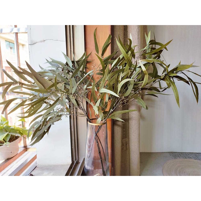 Lá Bạch Đàn Tươi/ Khô Khuynh Diệp Dùng Để Trang Trí Và Nhiều Mục Đích Khác Nhau/ Cắm Hoa/ Trang Trí/ Đuổi Côn Trùng