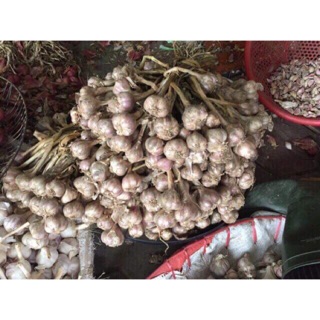 ( siêu rẻ) Tỏi ta còn cuống