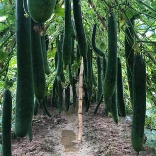 HẠT GIỐNG BÍ SẶT ( BÍ ĐAO XANH TRÁI DÀI LAI ) F1