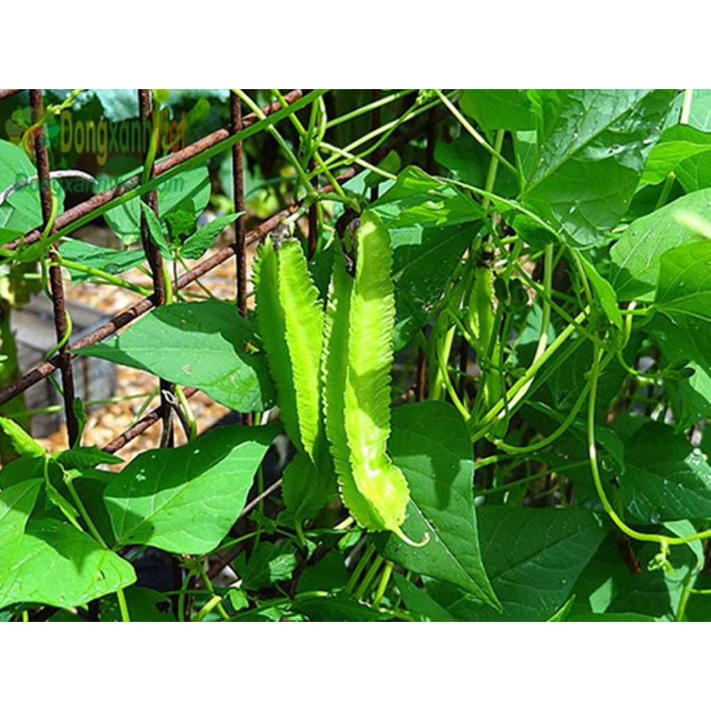 Hạt giống Đậu rồng (Đậu Khế)