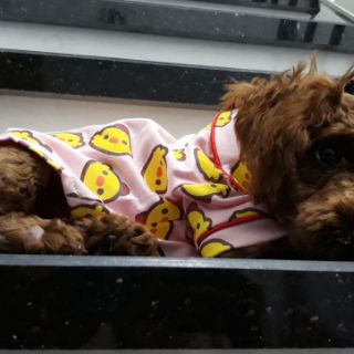 Pijama dành cho boss [QUẦN ÁO THÚ CƯNG]