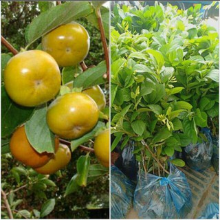 Cây giống hồng giòn không hạt, hồng giòn nhật bản - Xanh Garden