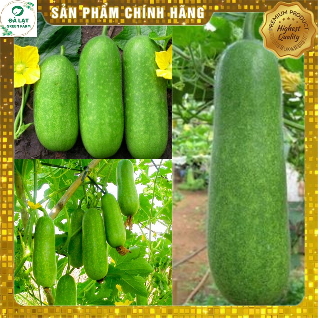 ⚡HẠT GIỐNG BÍ ĐAO CHANH_15 HẠT(CHUẨN FARM)⚡