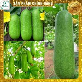 ⚡hạt giống bí đao chanh_15 hạt⚡