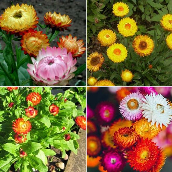 Hạt giống hoa cúc bất tử mix màu ( Gói 50 Hạt ) - STHG2