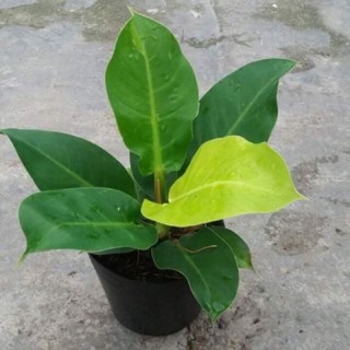 Trầu bà đế vương vàng mini