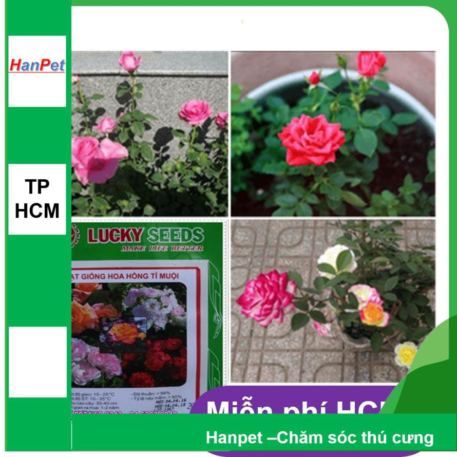 HCM- (HOA TRONG NHÀ) Hạt giống hoa Hồng tỉ muội - Thuần hóa Phù hợp khí hậu Việt Nam