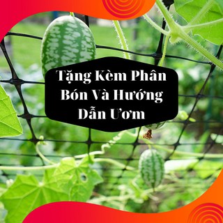 Combo 2 Gói Hạt Giống Dưa Hấu Mini
