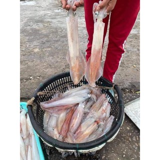 MỰC ỐNG SIZE TO 2-3 CON 1 KG