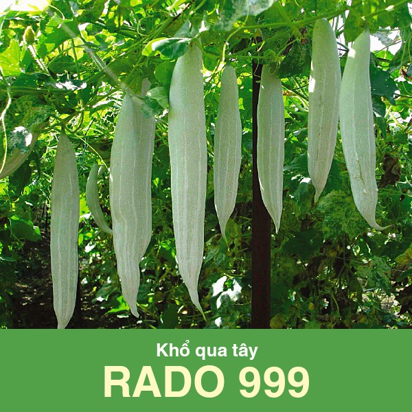 Khổ qua tây Rado 999