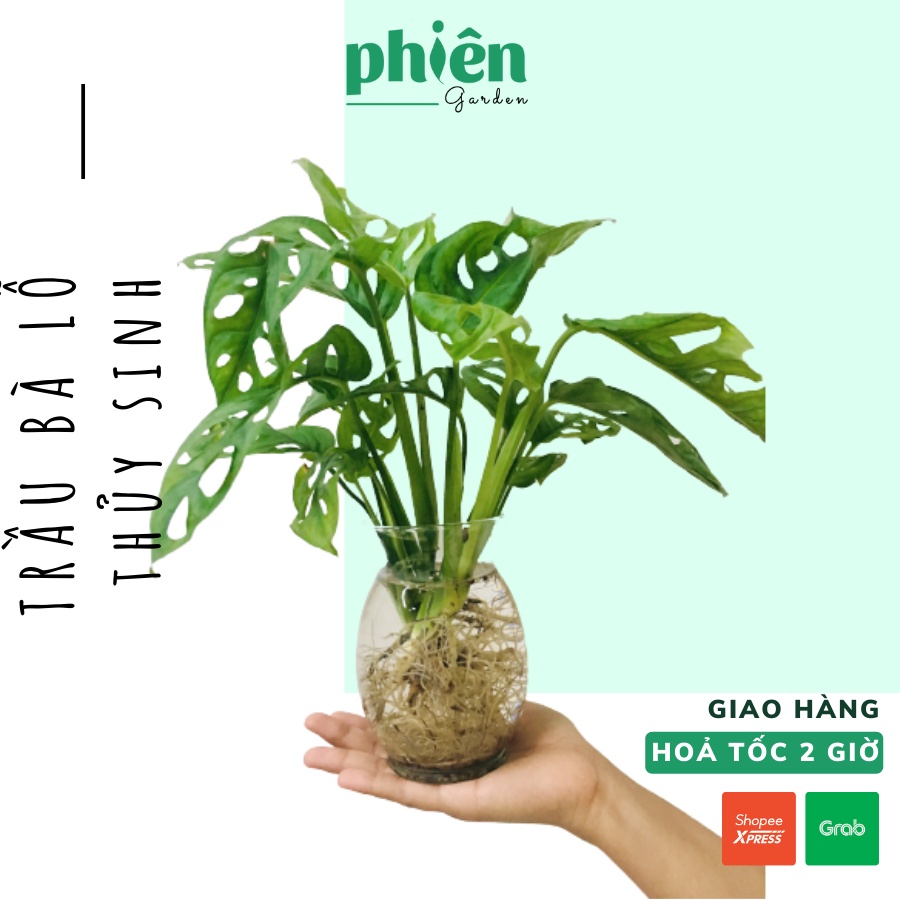 [Mã LIFE20KALL giảm 10% đơn 50K] Cây Trầu Bà Lỗ thủy sinh để bàn chậu thủy tinh