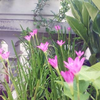 Bầu cây giống hoa tóc tiên (huệ mưa)