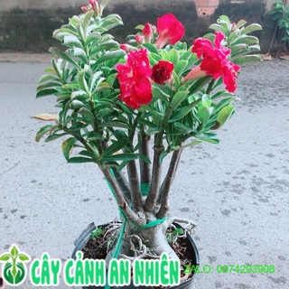 Cây Sứ Thái