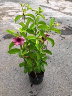 Cây quỳnh anh tím