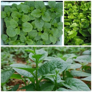 Hạt giống rau mồng tơi
