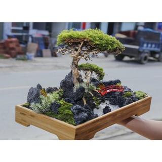 cây trường sinh thảo