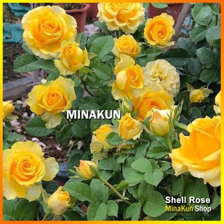 Hoa hồng ngoại Shell vàng MinaKun Shop