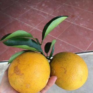 CAM SẠCH CAO PHONG(5kg)