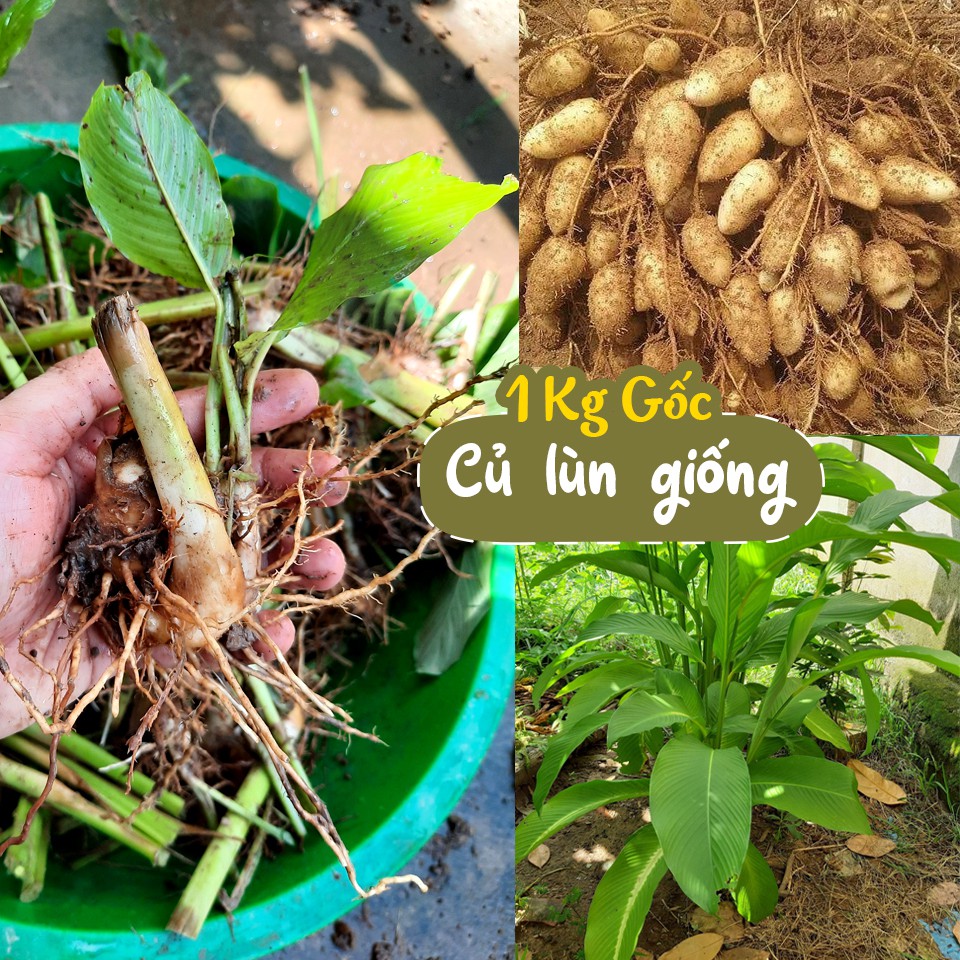 1 kg Gốc củ lùn giống, củ to chính gốc Miền tây