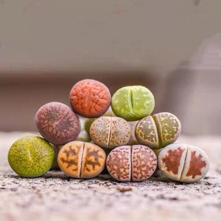 ($ale 50%)Sen Mông-Lithops siêu đẹp (lưu ý gửi từ 5k) mua 10 tặng 1