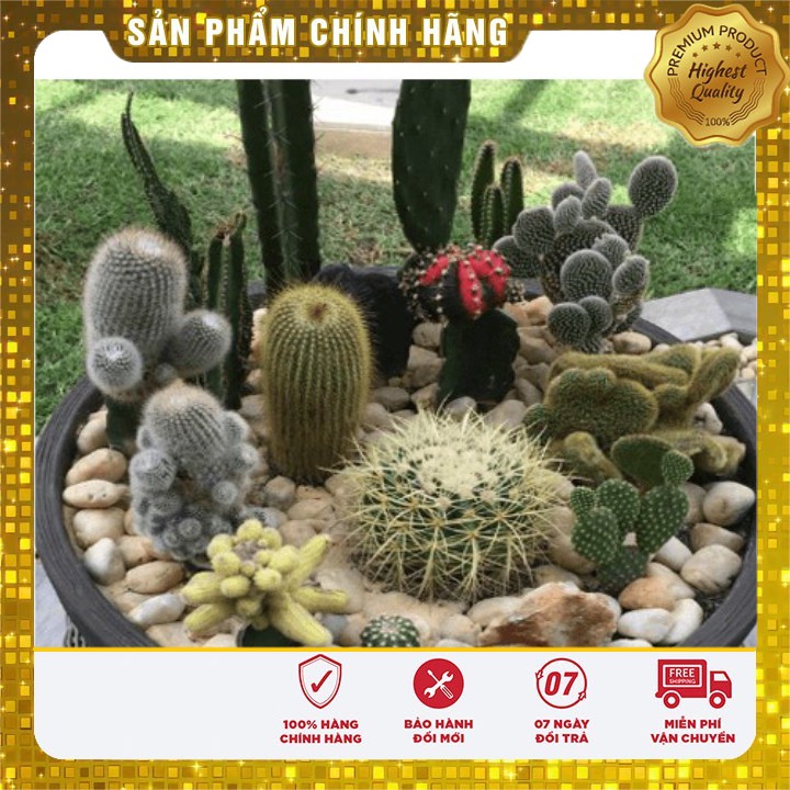 COMBO 20 Viên nén ươm hạt và 01 gói hạt giống hoa xương rồng nhiều màu ( 15-20 hạt)