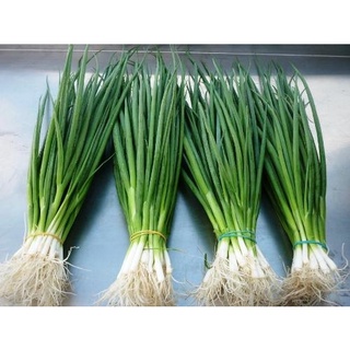 🍃hạt giống hành lá gốc trắng🍃 - 1gr/gói