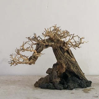 LŨA BONSAI - LŨA THUỶ SINH - Bonsai Mini Linh Sam Ghép Tán Xương