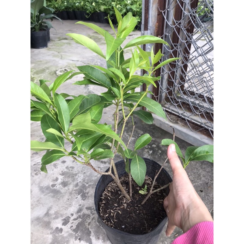 Caykiengsadec cây lá vối + Tặng Phân Bón cho cây mau lớn