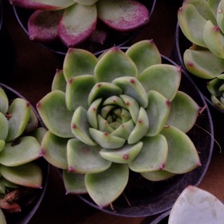 (AGAVOIDES RED PLUSH) SEN ĐÁ ĐẾ VƯƠNG SIZE TRUNG