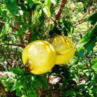 Cây bạch lựu (cây thảo dược quý). đang bông