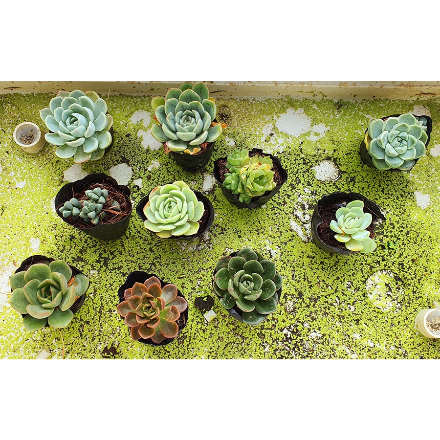 SEN ĐÁ BẦU SIZE 5-7CM - GIAO NGẪU NHIÊN